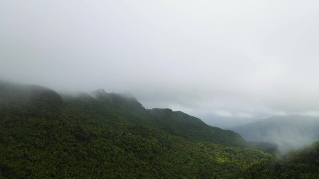 Tropical Rainforest Landscapes in El Yunque National Forest Puerto Rico