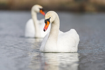 Para łabędzi niemych (Cygnus olor) płynąca po wodzie. Zbliżenie na pięknego białego ptaka w naturalnym środowisku z selektywną ostrością i rozmytym tłem. Fotografia przyrodnicza. © Henryk Niestrój