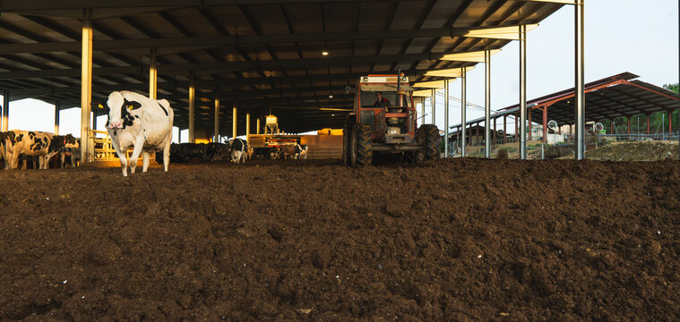 Dairy farm tractor clearing manure near cows