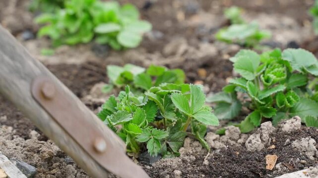Weeding strawberry bed with hand hoe close-up