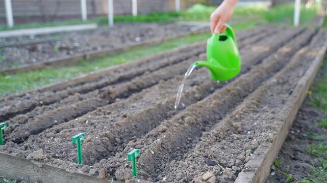 Hand watering planting furrows in garden bed with green watering can