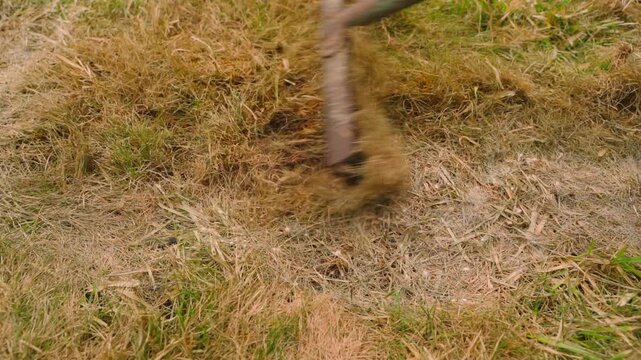 Raking dry grass from lawn with rake in spring close-up