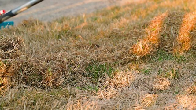 Raking dry grass from lawn with fan rake in spring close-up