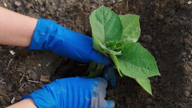 Hands in rubber gloves planting physalis seedlings in garden soil top view