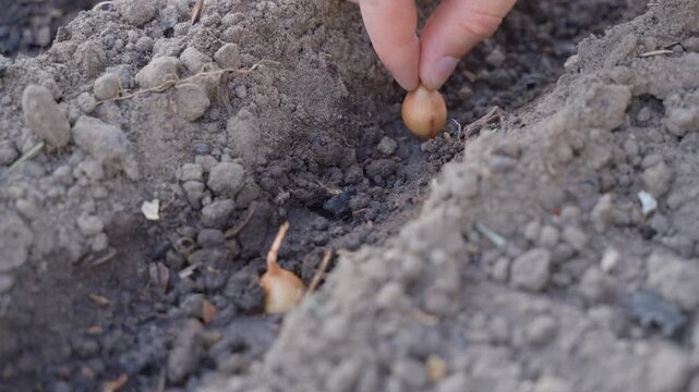 Hand pushing onion bulb into wet soil in garden bed close-up