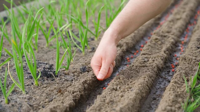 Male hand sowing red pea seeds in rows in garden bed close-up