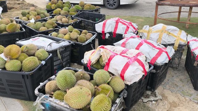 Fresh Malaysian durians are piled high in plastic baskets for sale. This popular, high-value local fruit is sold in bulk. Prices naturally fluctuate depending on current seasonal demand.