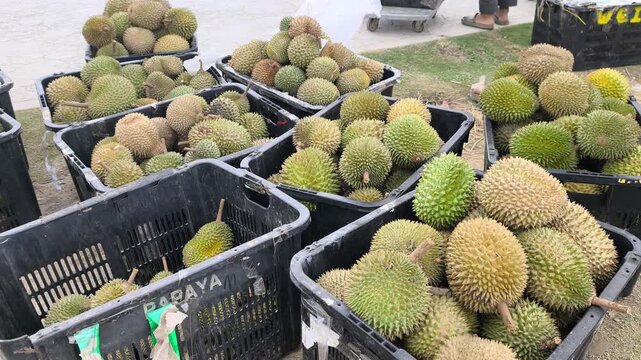 Fresh Malaysian durians are piled high in plastic baskets for sale. This popular, high-value local fruit is sold in bulk. Prices naturally fluctuate depending on current seasonal demand.