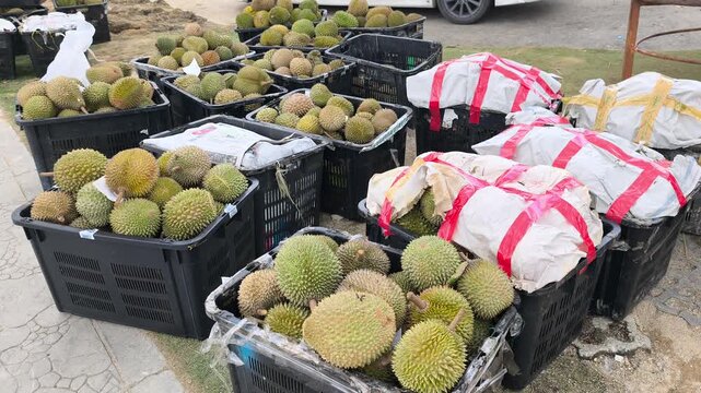 Fresh Malaysian durians are piled high in plastic baskets for sale. This popular, high-value local fruit is sold in bulk. Prices naturally fluctuate depending on current seasonal demand.