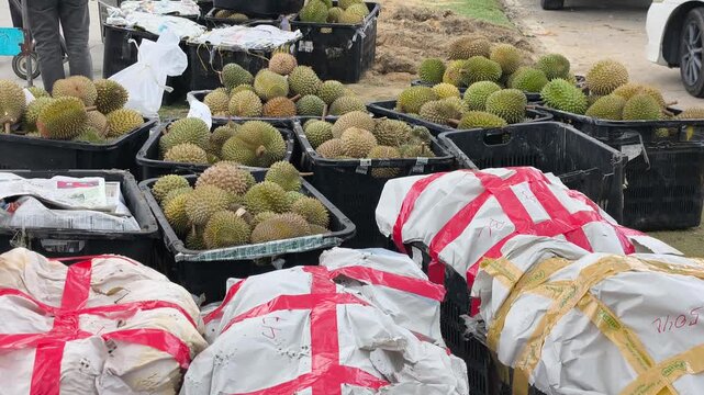Fresh Malaysian durians are piled high in plastic baskets for sale. This popular, high-value local fruit is sold in bulk. Prices naturally fluctuate depending on current seasonal demand.