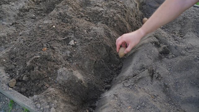 Hand placing potatoes in furrow in garden bed close-up