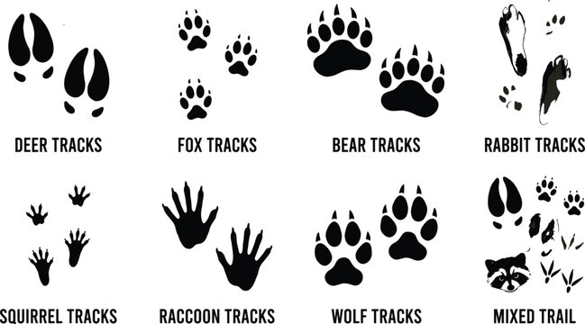 Animal tracks silhouette bundle featuring deer fox bear wolf rabbit squirrel and raccoon paw prints for woodland wildlife crafting