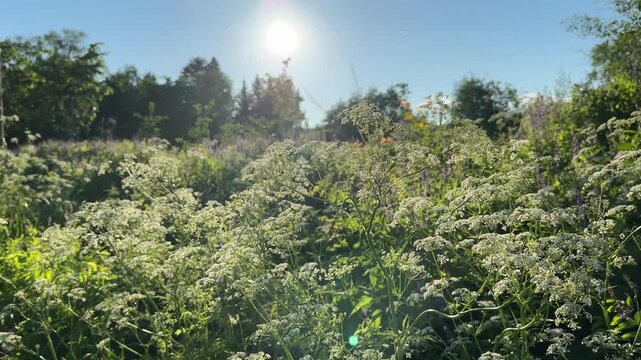 Anthriscus sylvestris or Conium maculatum. A field of white flowers