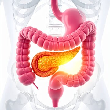 Pancreas organ is highlighted within the human digestive system in this bright and clear medical anatomical rendering.