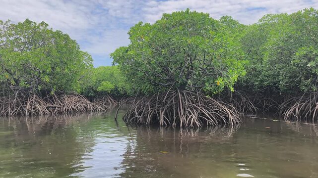 A lush mangrove forest thrives along the coast. It acts as a natural buffer against waves to prevent erosion. This unique ecosystem provides a rich habitat for flora and fauna.