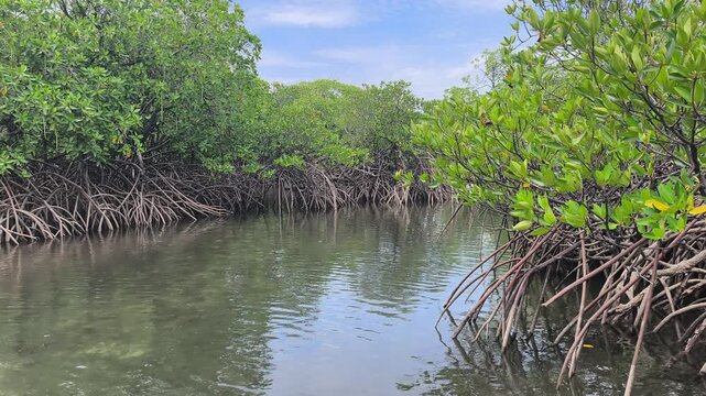 A lush mangrove forest thrives along the coast. It acts as a natural buffer against waves to prevent erosion. This unique ecosystem provides a rich habitat for flora and fauna.