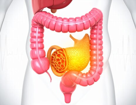 Pancreas anatomy highlights the organ's textured surface and golden yellow hue within the human digestive system.