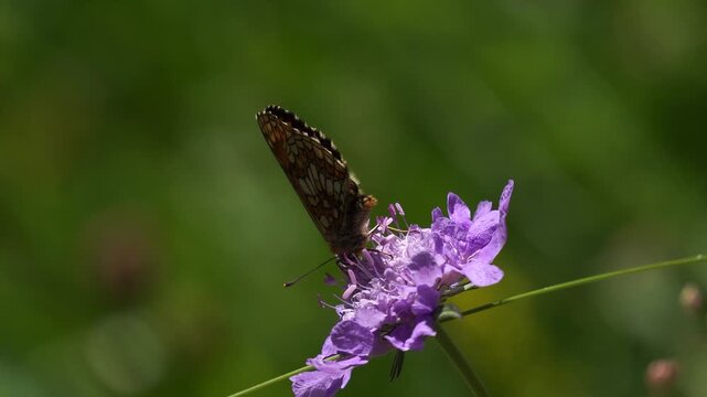 An adult heath fritillary (Melitaea athalia) foraging on a flower.