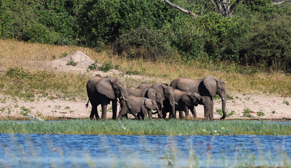 Obraz premium Elephants gather near the water during a Botswana safari in the afternoon sun