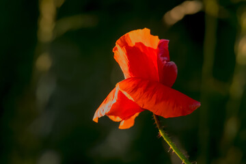 Mak polny o płatkach przypominających suknię tancerki flamenco o zachodzie słońca. Żywoczerwony mak polny (Papaver rhoeas) rozświetla się ciepłym światłem zachodzącego słońca. ma delikatne  płatki. © Grzegorz
