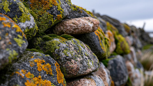 Dry-stone field wall cross-section perspective, flat throughstone tie courses visible every five courses, coping stones upright along wallhead, lichen diversity mapping stone face aspect, millstone 