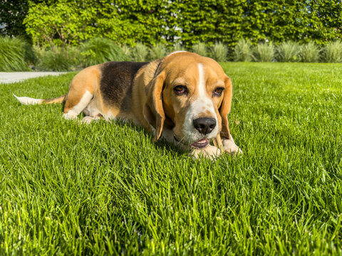 dorosły Beagle odpoczywający na zielonym trawniku w ogrodzie w słoneczny dzień