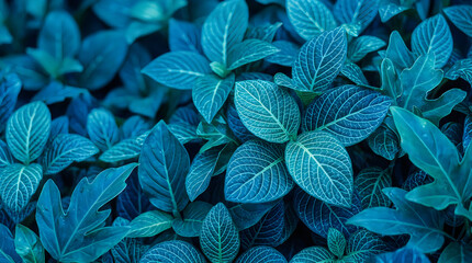 Fototapeta premium Close-up of Vibrant Blue Green Leaves with Intricate Vein Patterns