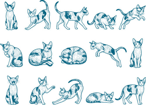 Detailed collection of devon rex cat illustrations in multiple poses for pet branding