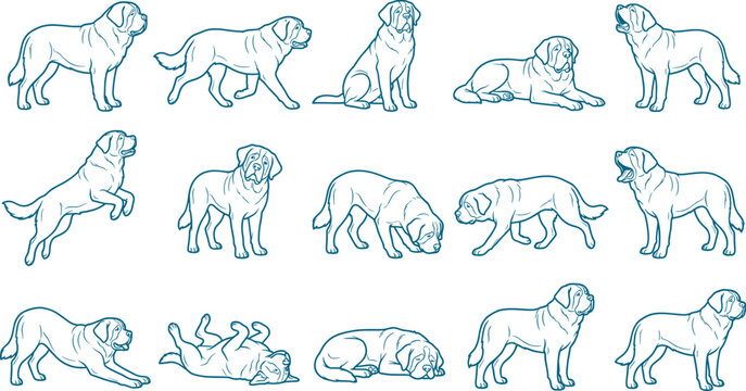 Saint bernard dog pose set featuring large mountain rescue breed in diverse natural behavioral drawings