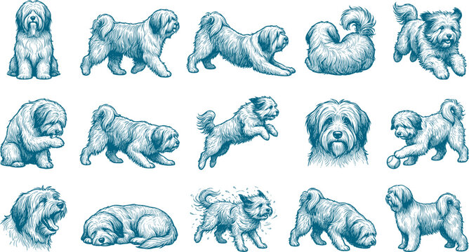 Long haired bearded collie dog line art collection displaying shaggy pet poses and actions