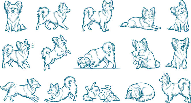 Papillon dog breed variety pack showing characteristic butterfly ears and active poses