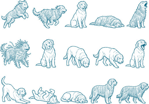 Variety pack of goldendoodle dog sketches showing curly haired poodle mix poses