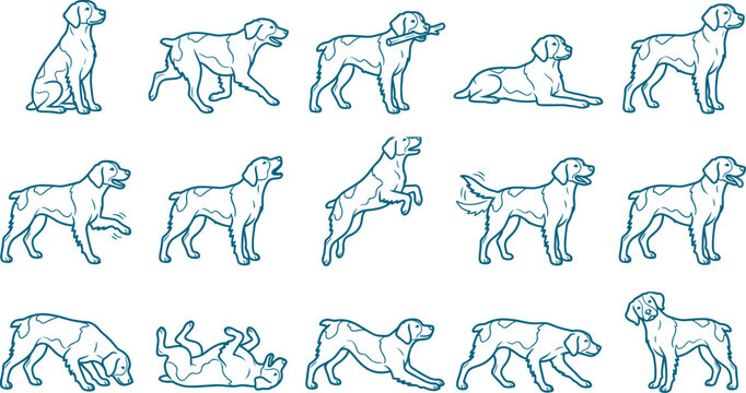 Set of brittany spaniel dog breed illustrations showing various hunting and active outdoor poses