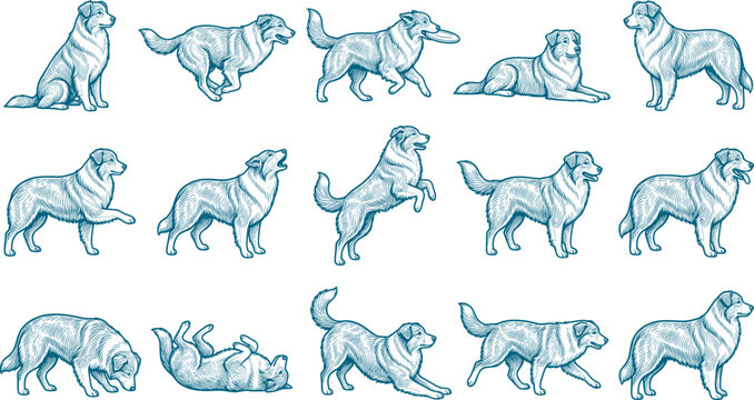 Australian shepherd dog breed sketch collection showing active running and resting animal poses pack