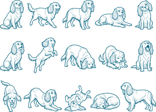 Cavalier king charles spaniel dog breed sketch collection in diverse sitting and playing poses