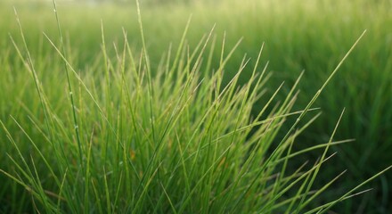 Obraz premium Close-up of vibrant green blades of grass in a field, blurred background