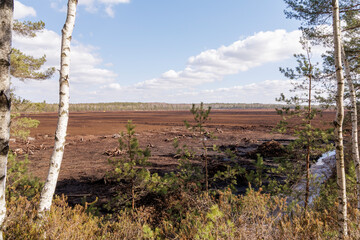 Fototapeta premium Open Peat Field Framed by Birch Stand