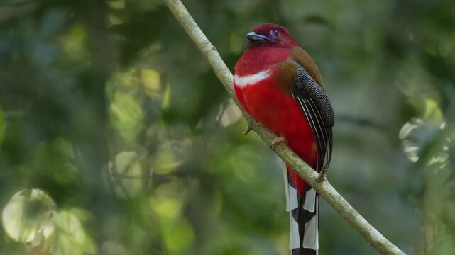 Watch the sleek and agile Ashy Drongo (Dicrurus leucophaeus) as it perches patiently on a slender branch, its ruby-red eyes scanning the surroundings for flying insects. This high-definition footage c