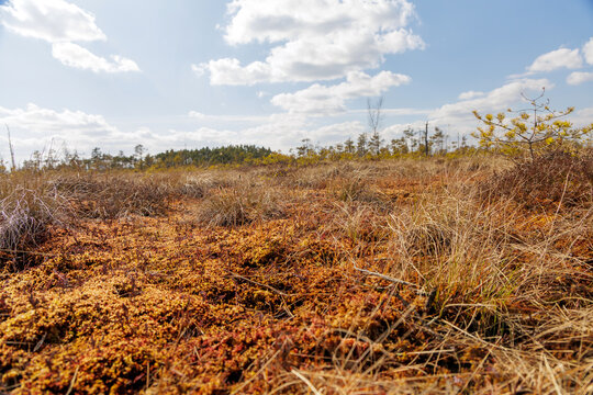 Close Up View of Colorful Moss and Grass in Bog