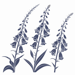 Illustration of foxglove flowers with purple blooms and green leaves, foxglove flower © Khaleq