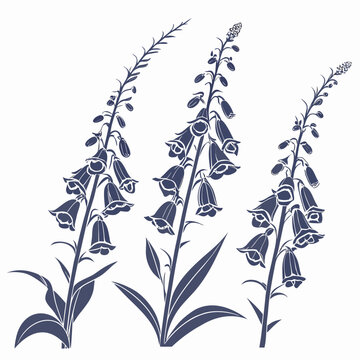 Illustration of foxglove flowers with purple blooms and green leaves, foxglove flower