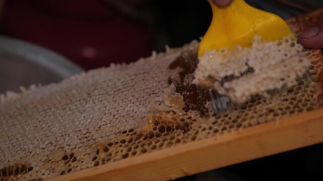 Close-up view of hands using a yellow spatula to scrape honey from a honeycomb frame onto a wooden tray, showing a careful beekeeping harvest process with rich texture and warm