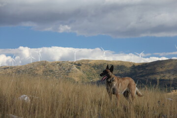 Fototapeta premium Belgian Malinois Standing in Mountain Grassland with Wind Turbines Under Dramatic Storm Clouds