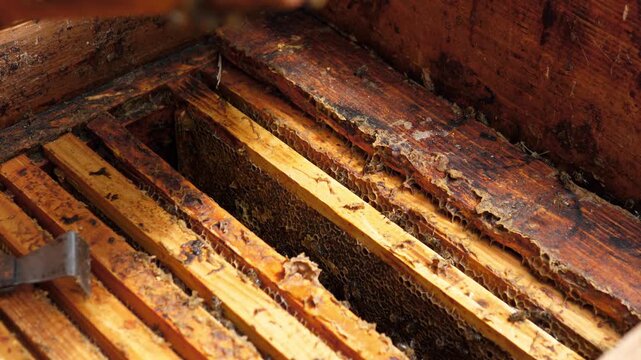 Close-up view inside a rustic wooden beehive with dark honeycomb filled by active bees. Warm natural light reveals worn wood, wax buildup, and dense insect activity across the