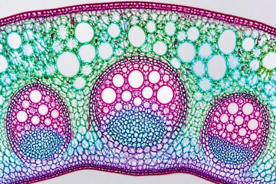 A microscopic cross-section of a plant stem or root displaying vascular bundles and parenchyma cells.