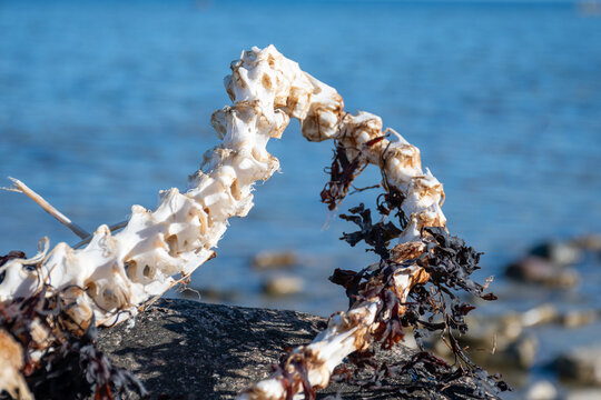 beautiful, sunny landscape of the sea coast, rocky coast, faded swan skeleton on the rocks