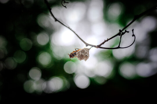Small hornet nest, back lit
