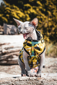 Meow, Sphynx cat outdoors making noises