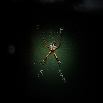Spiders webs are fascinating
