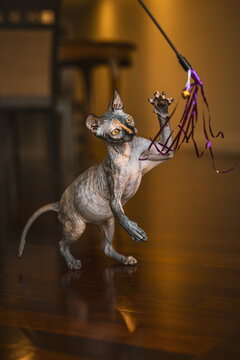 Sphynx Cat playing with toy